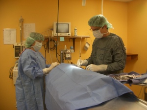 Pet Surgery